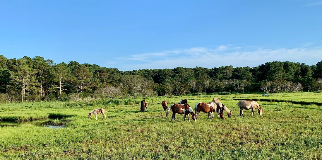 Equine Metabolic Syndrome & Insulin Resistance: How to Feed and Supplement Safely