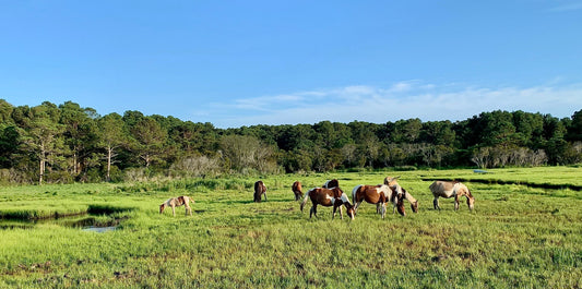Equine Metabolic Syndrome & Insulin Resistance: How to Feed and Supplement Safely