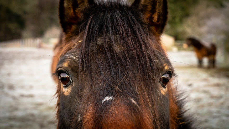 Natural Support for Gastric Ulcers in Horses: What the Research Actually Says