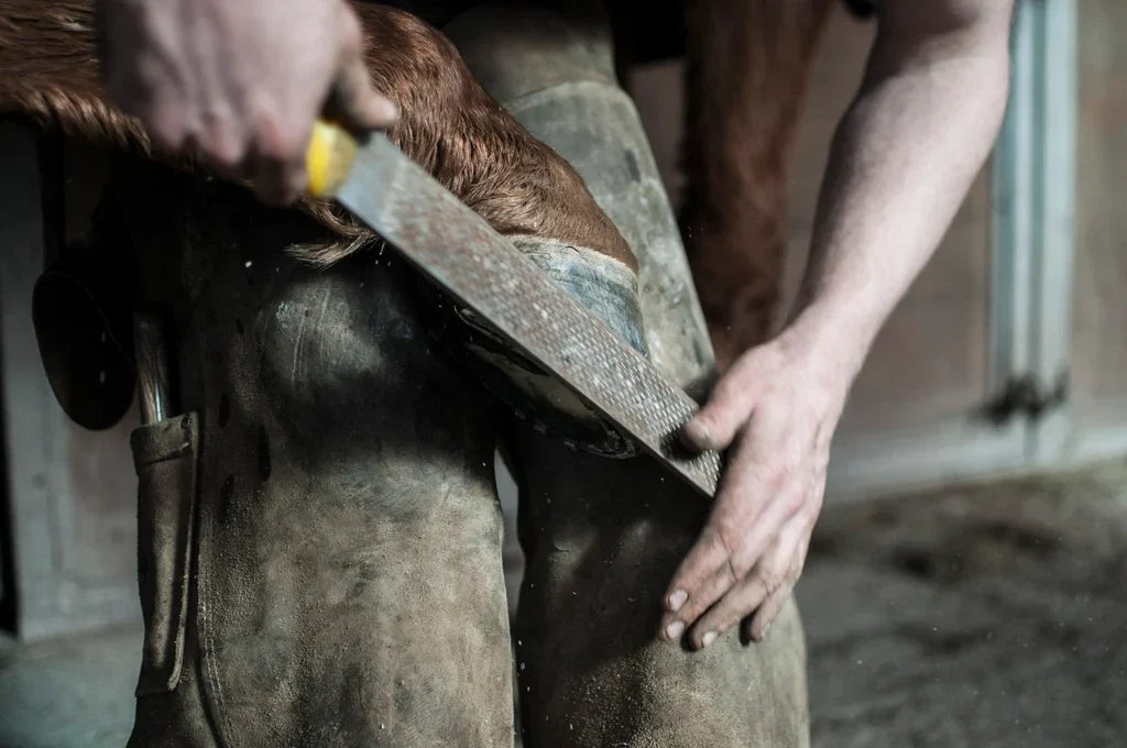 Thrush, White Line Disease & Weak Hooves: A Nutrition Guide to Stronger Feet