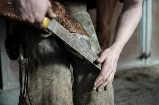 Thrush, White Line Disease & Weak Hooves: A Nutrition Guide to Stronger Feet